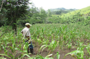 12. Crisis alimentaria por sequía en productores-as de la Red COMAL