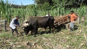 17. La Asociación de Productores de Caña APROCATY