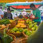 Acompañamiento a mercados campesinos