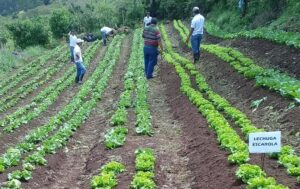 Organización Jóvenes Unidos al Desarrollo