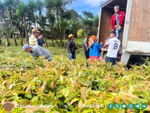 6 2024 11 04 Entrega Plantas Aguacate Togopala, Intibucá